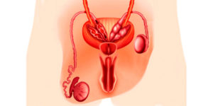 Criptorquidia: O que é, quais sintomas, principais causas, e como tratar?
